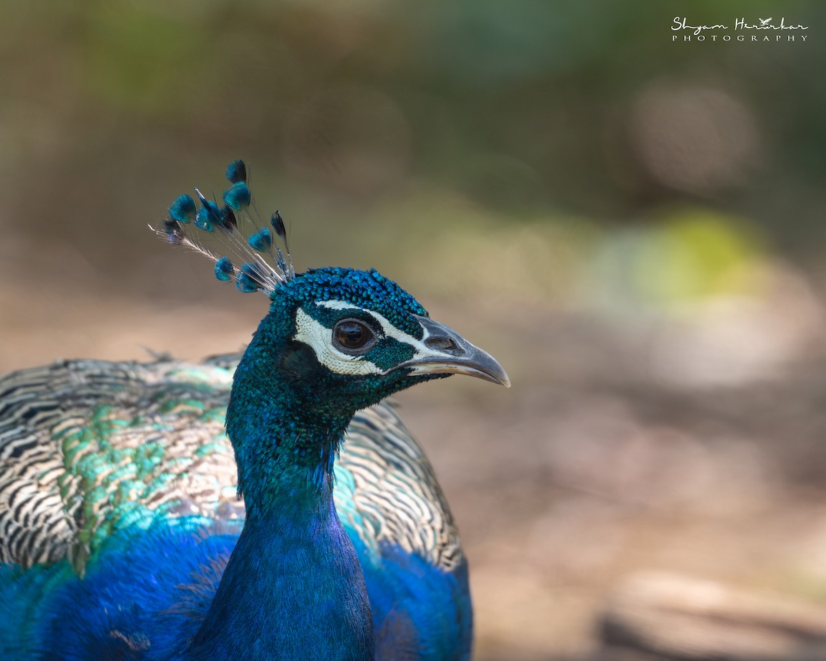 藍孔雀 - ML647817051