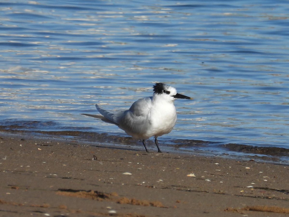 白嘴端燕鷗 - ML647817053