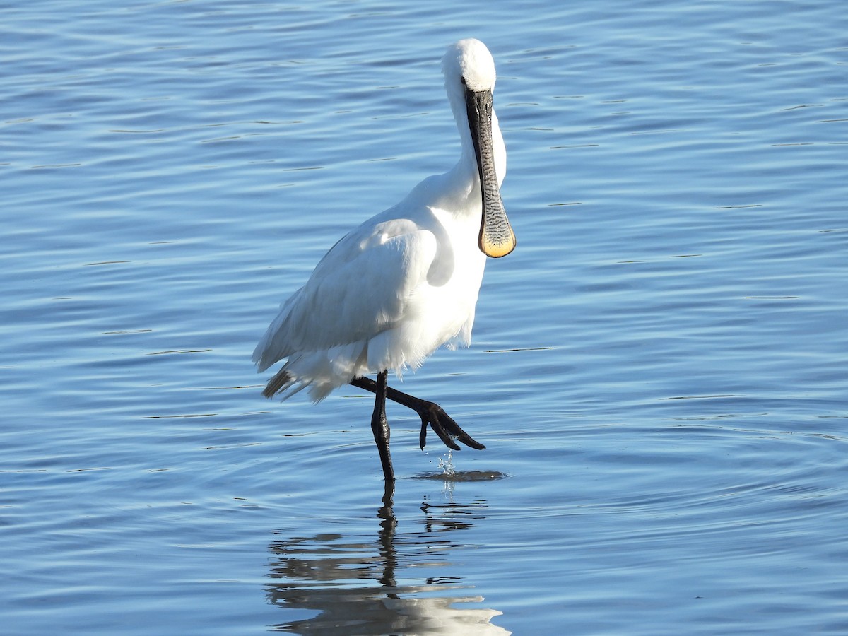 白琵鷺 - ML647817054