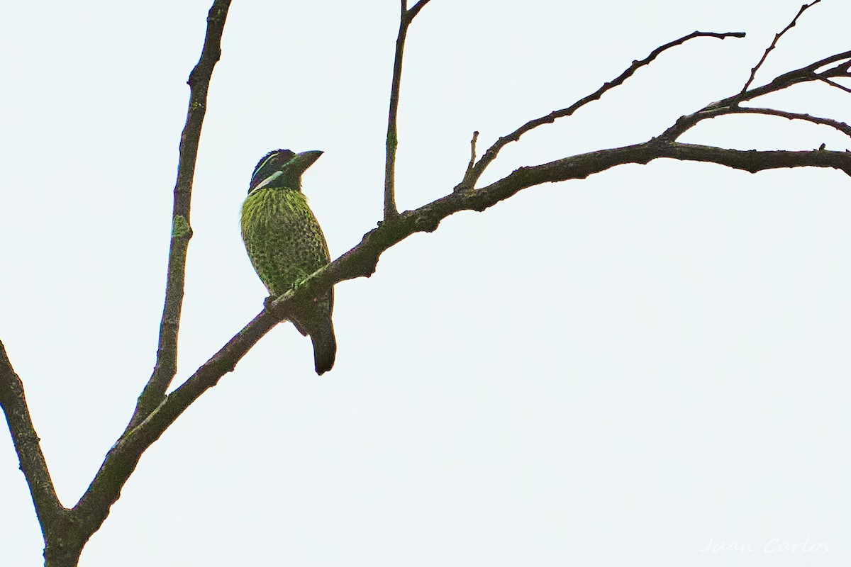 Hairy-breasted Barbet - ML647817055
