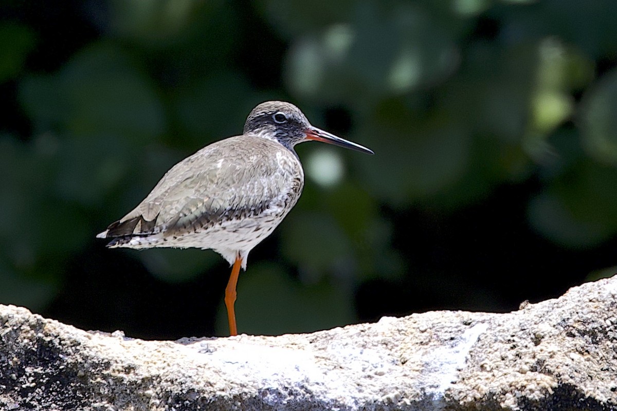 赤足鷸 - ML647817056