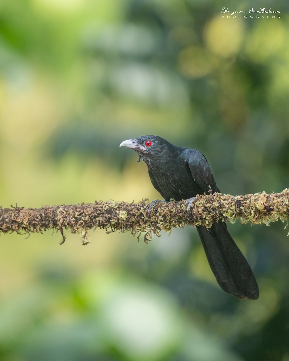 噪鵑 - ML647817057