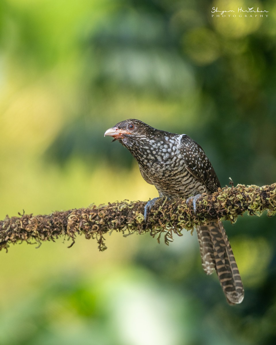 噪鵑 - ML647817058