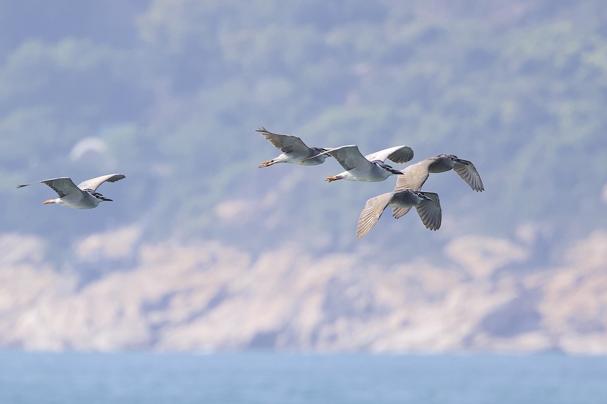 夜鷺(nycticorax) - ML647817060