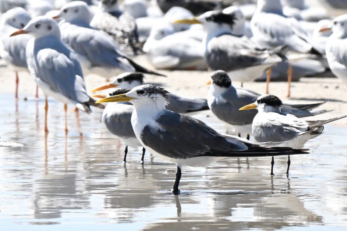 鳳頭燕鷗 - ML647817061