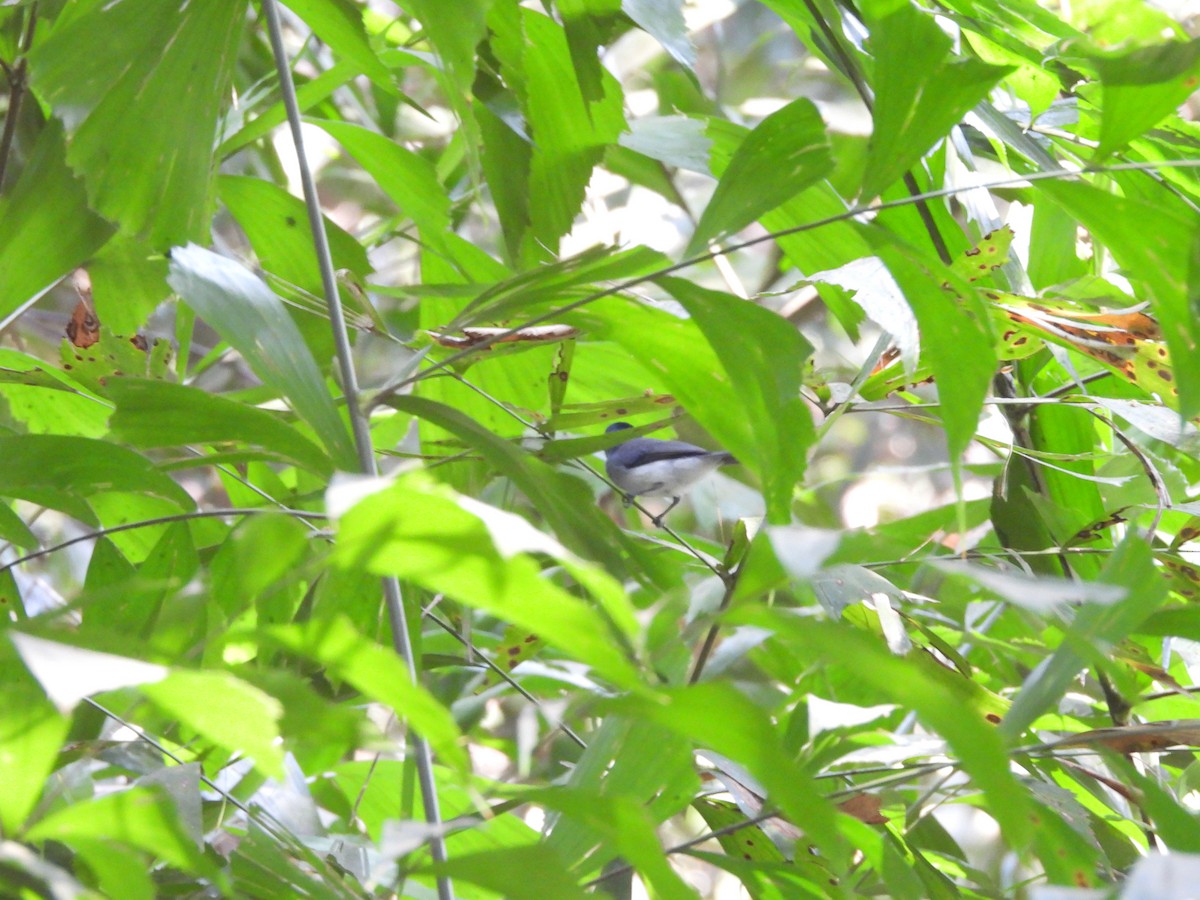 黑枕藍鶲 - ML647817063