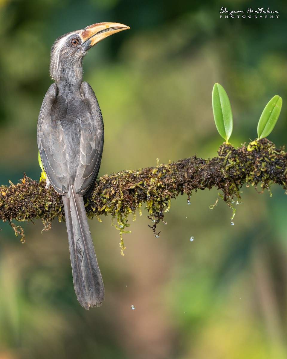 Malabar Gray Hornbill - ML647817064