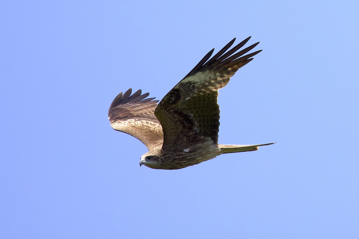 黑鳶(lineatus/formosanus) - ML647817065