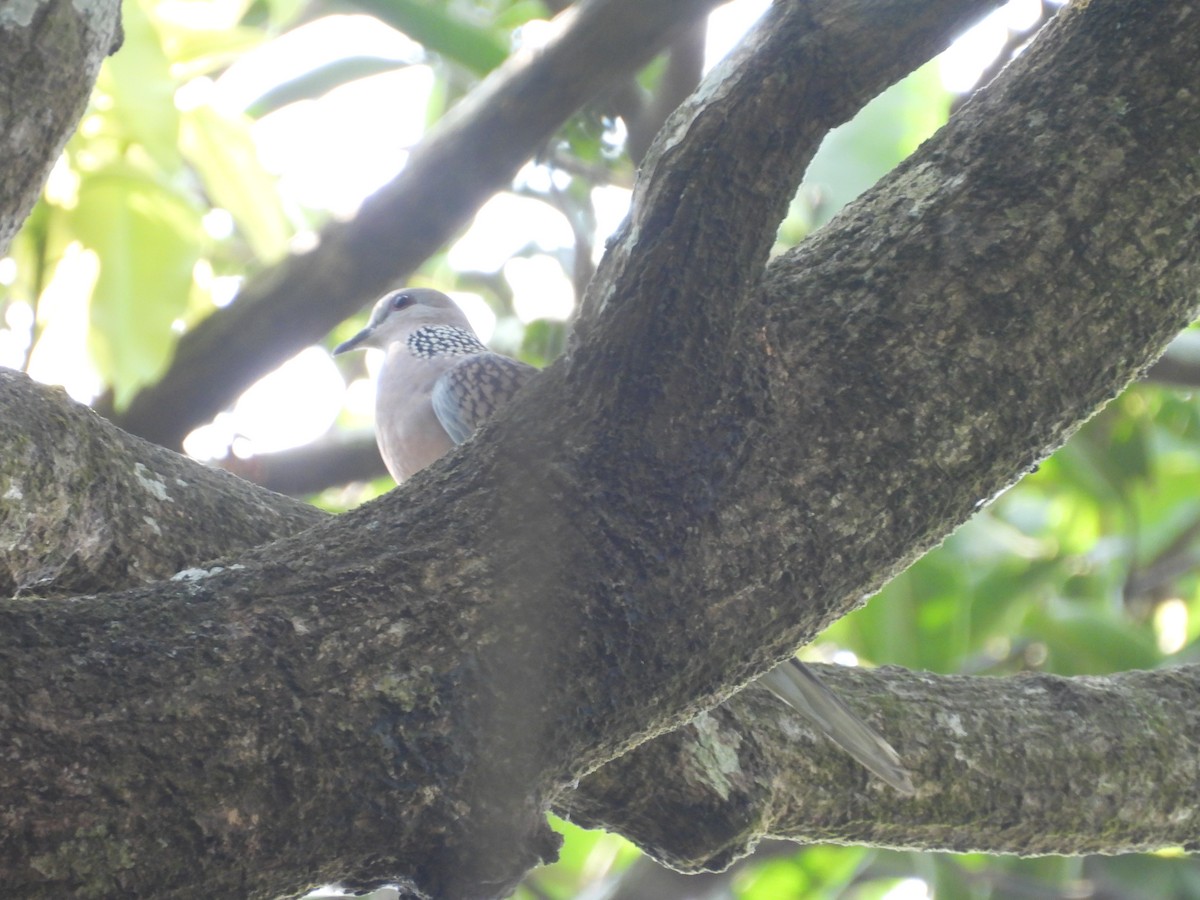 珠頸斑鳩 - ML647817066