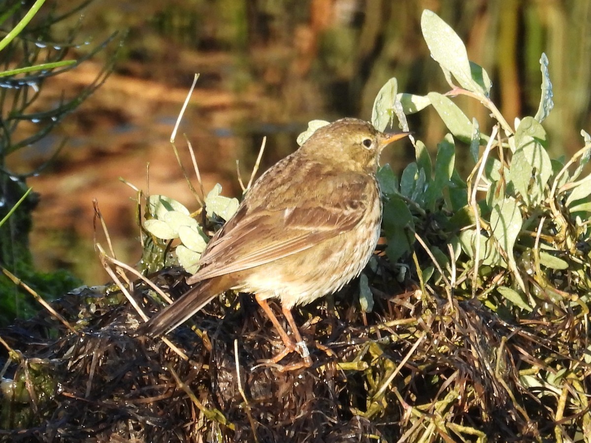 Rock Pipit - ML647817067