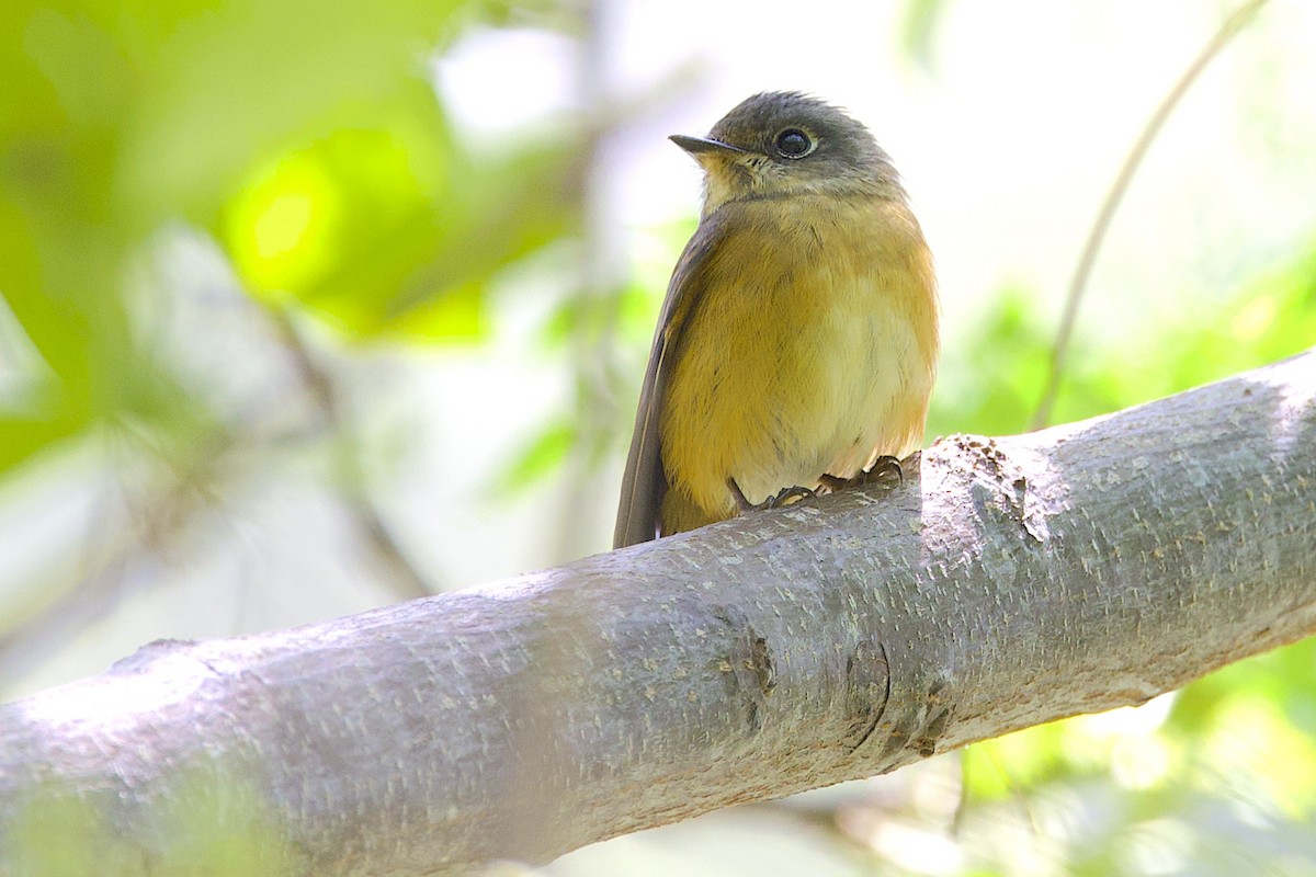 紅尾鶲 - ML647817068