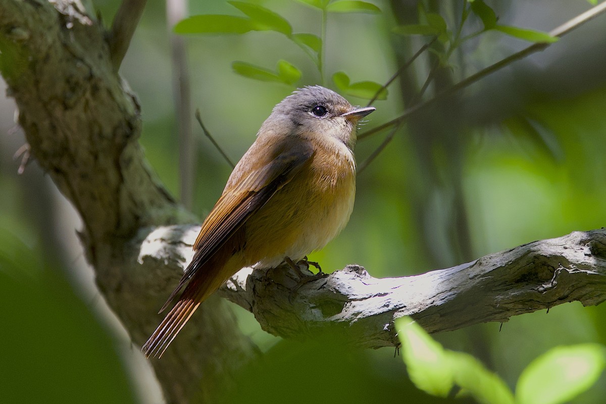 紅尾鶲 - ML647817069