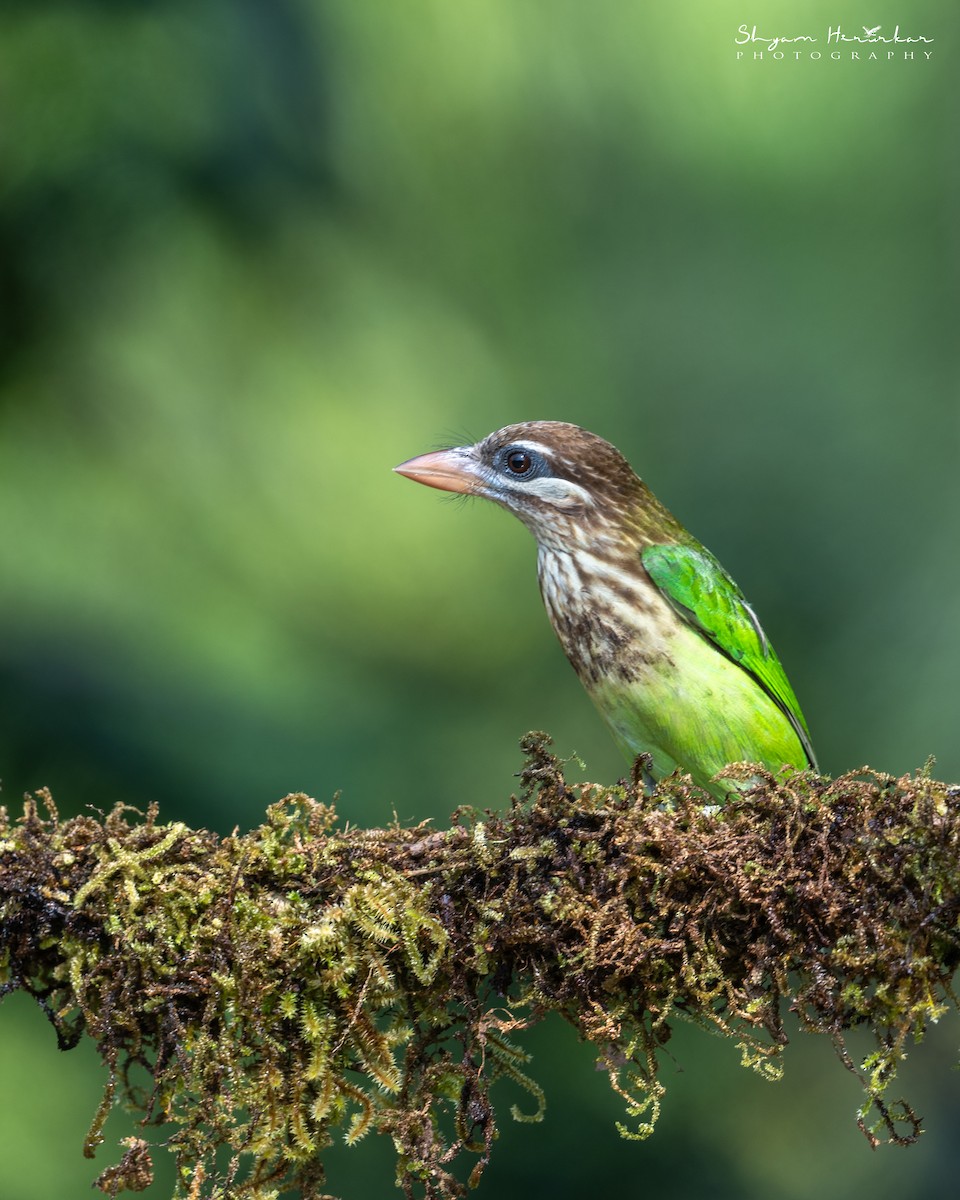 White-cheeked Barbet - ML647817070