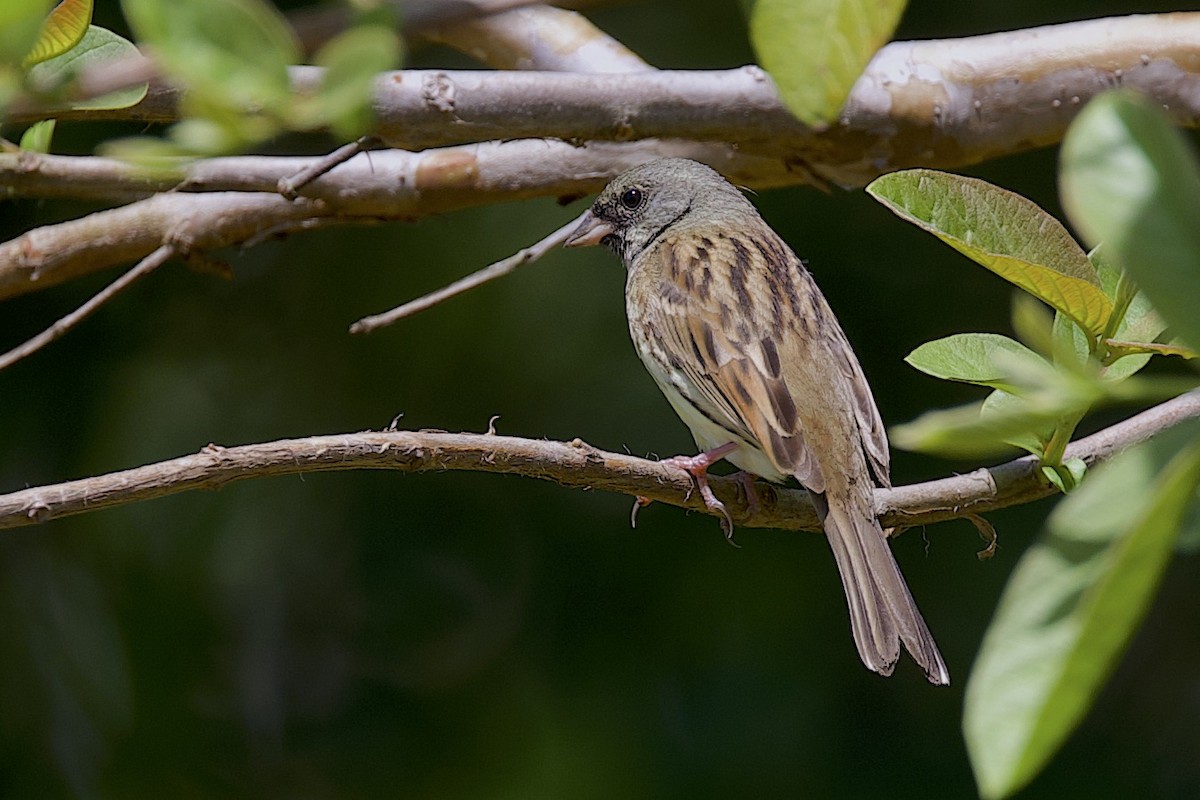 灰頭黑臉鵐 - ML647817071