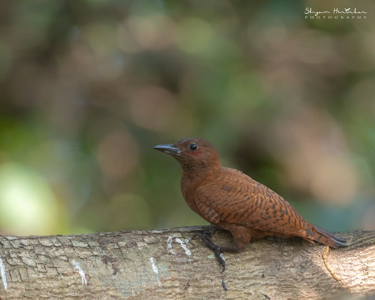 Rufous Woodpecker - ML647817073