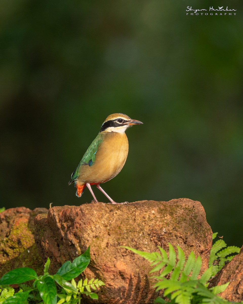 Indian Pitta - ML647817075