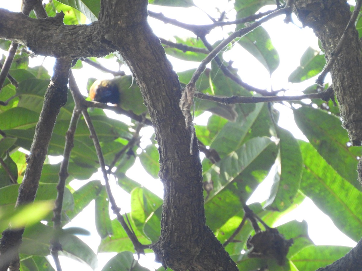 Golden-fronted Leafbird - ML647817076