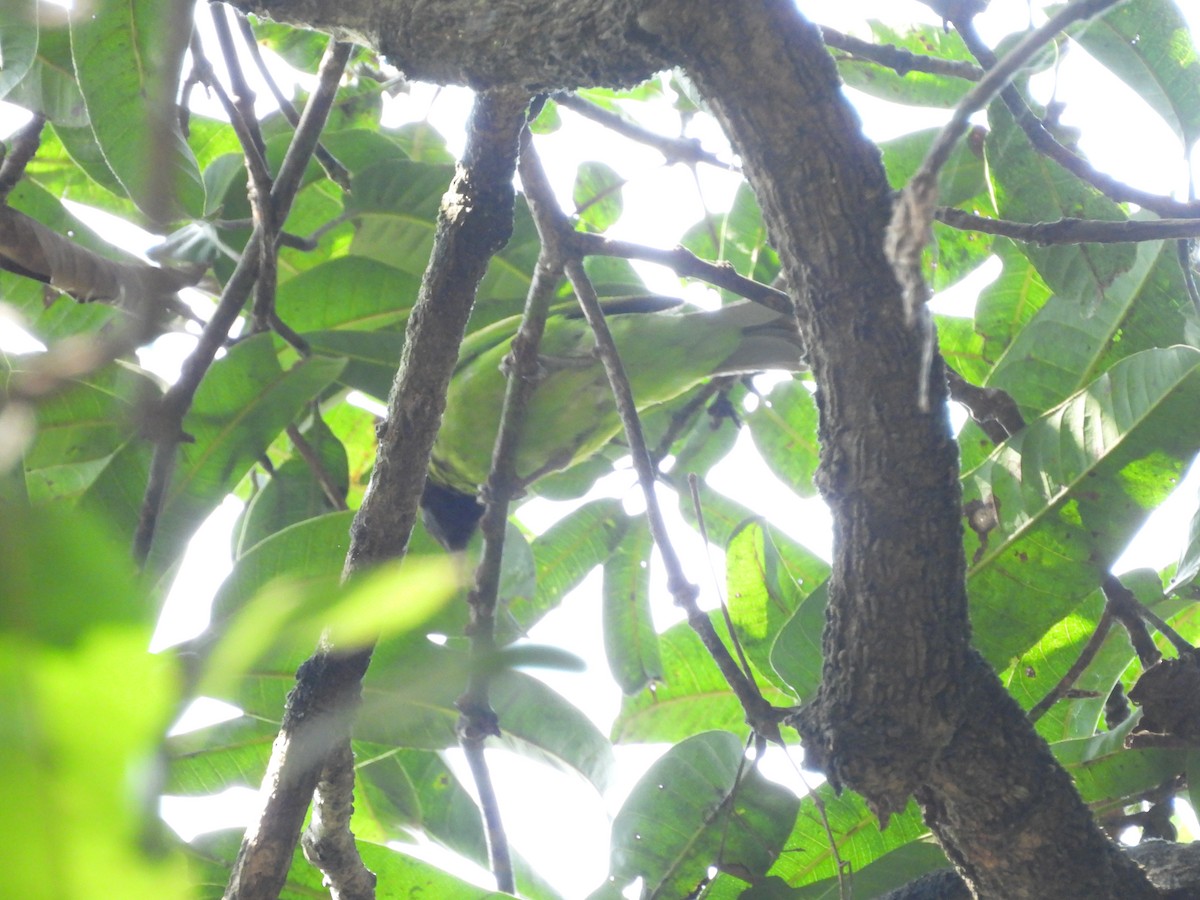 Golden-fronted Leafbird - ML647817077
