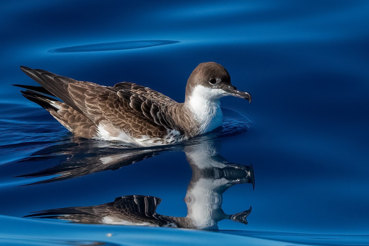 Berta dell'Atlantico - ML647817078