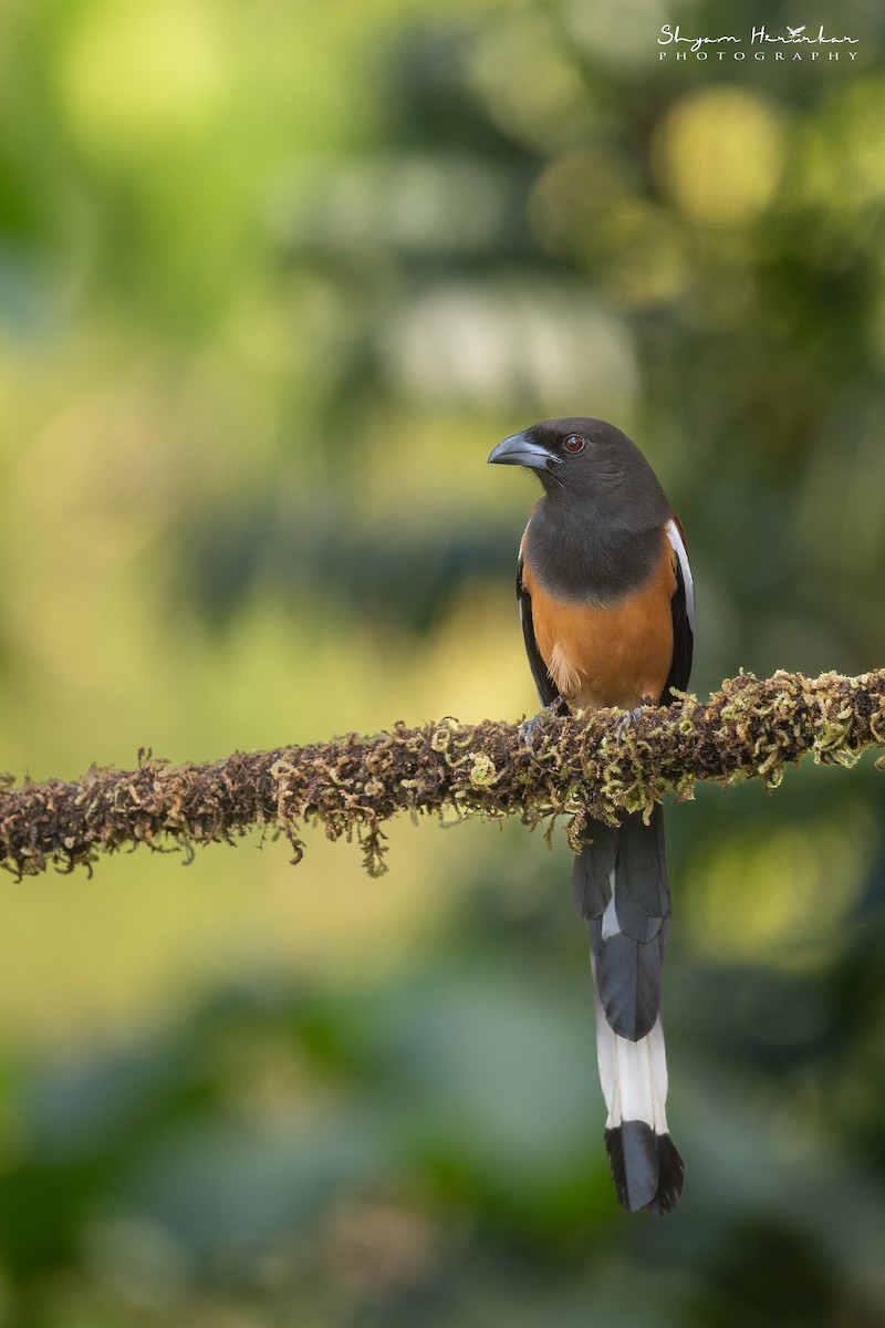 Rufous Treepie - ML647817080