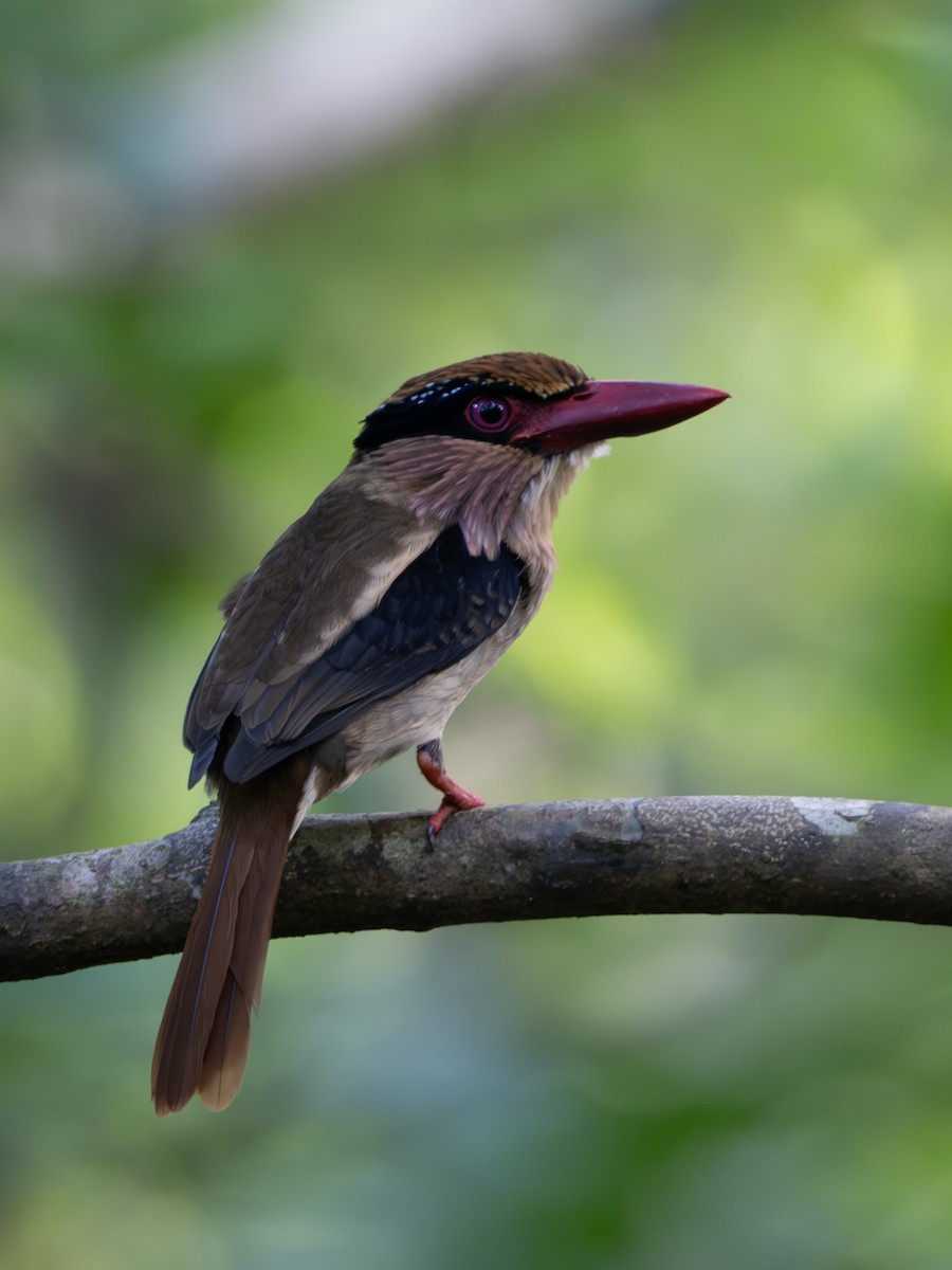 Sulawesi Lilac Kingfisher - ML647817083