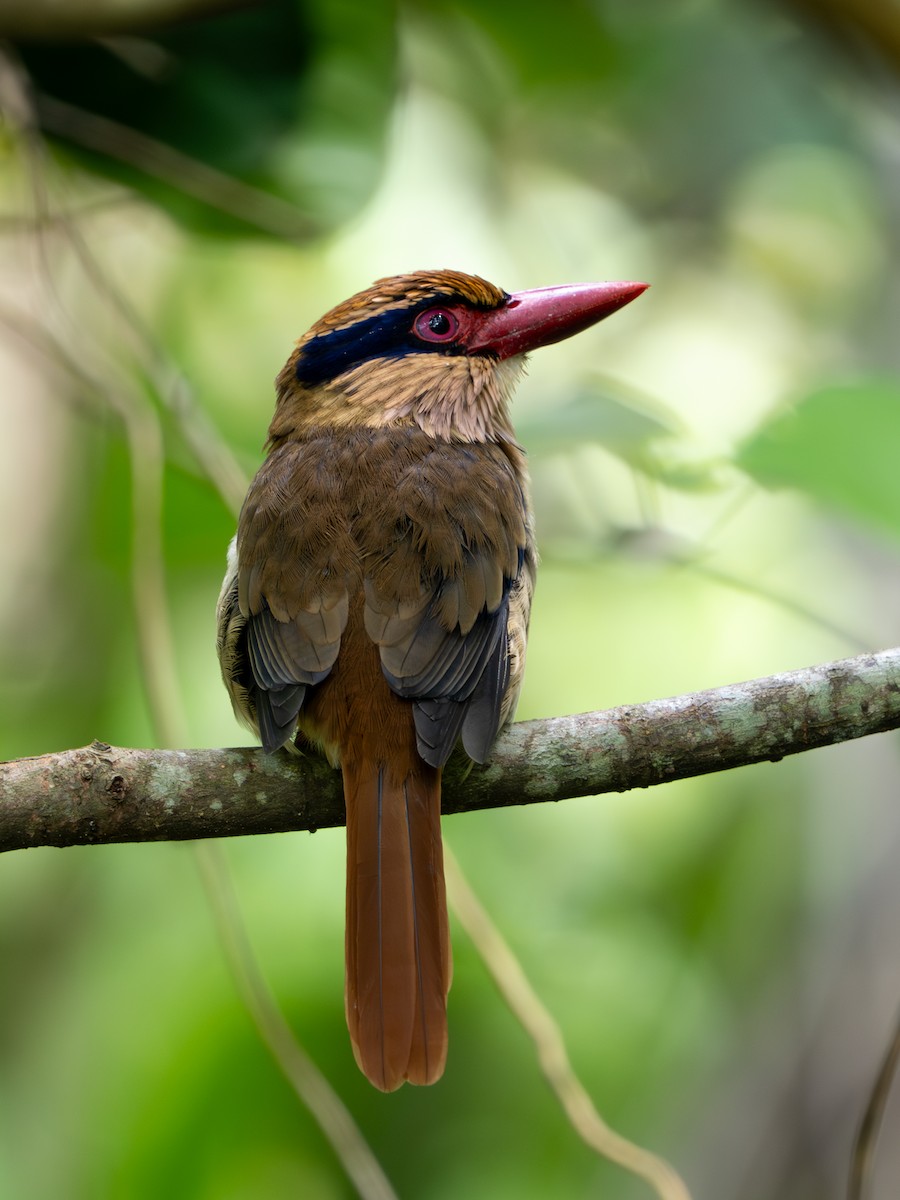 Sulawesi Lilac Kingfisher - ML647817084