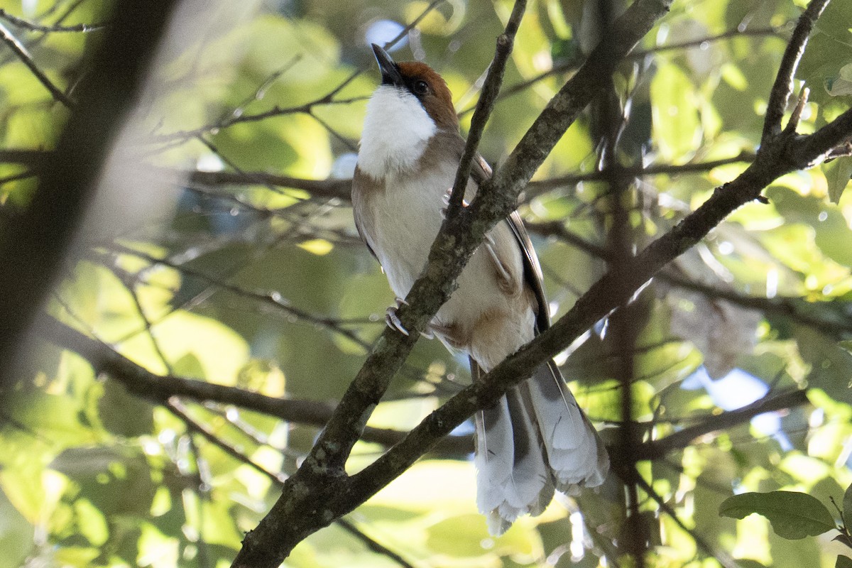 Rufous-crowned Laughingthrush - ML647817085