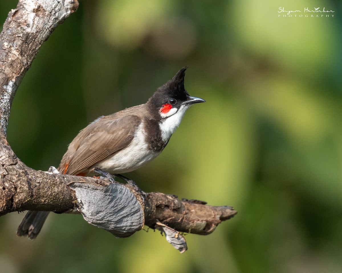 Red-whiskered Bulbul - ML647817088