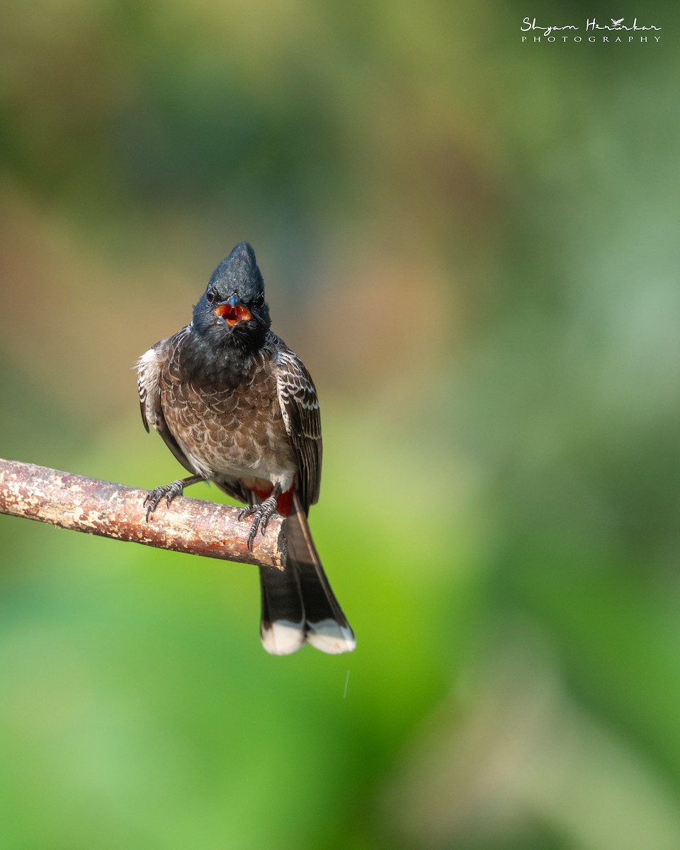 Red-vented Bulbul - ML647817089
