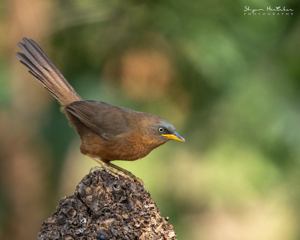 Rufous Babbler - ML647817091