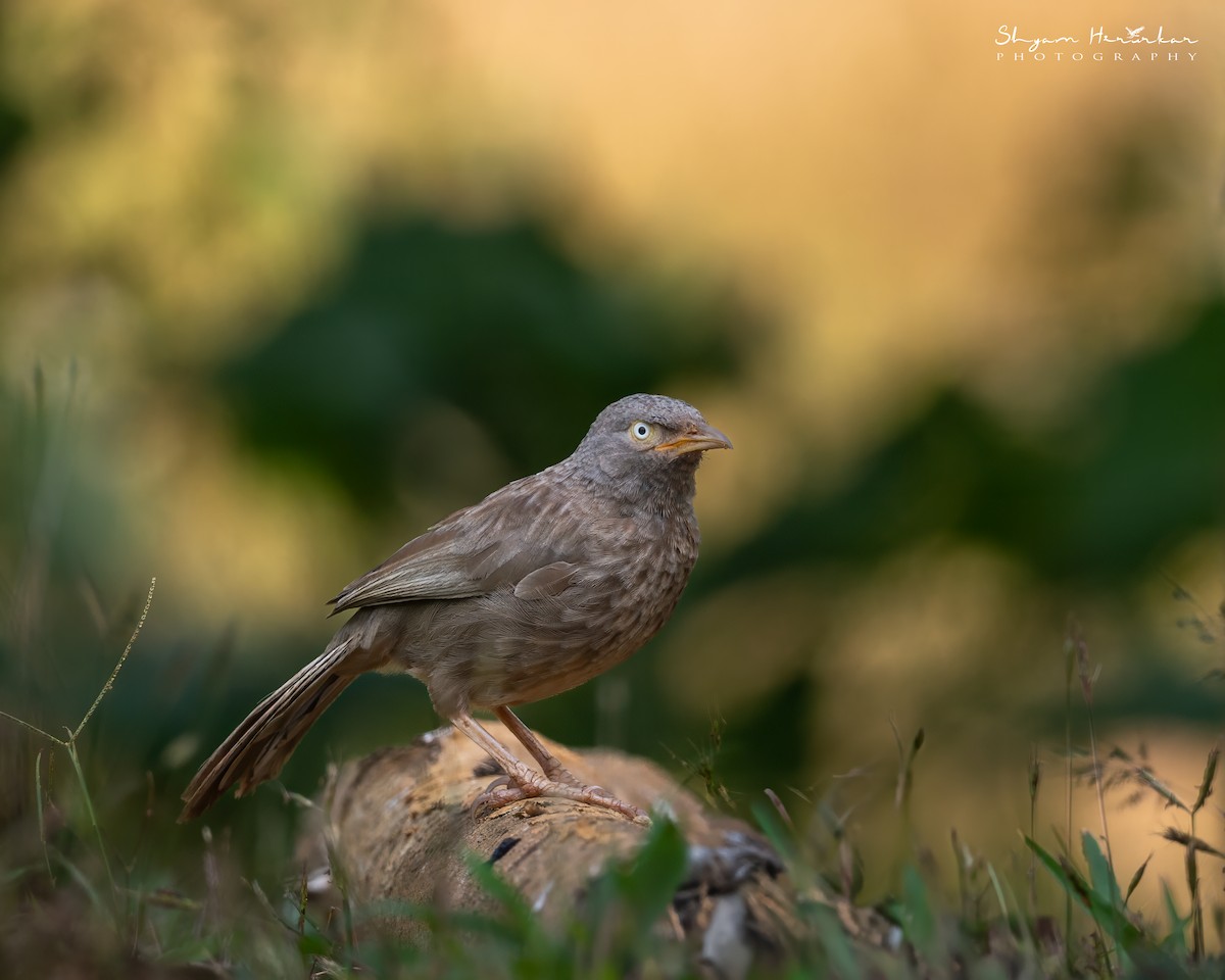 Jungle Babbler - ML647817092