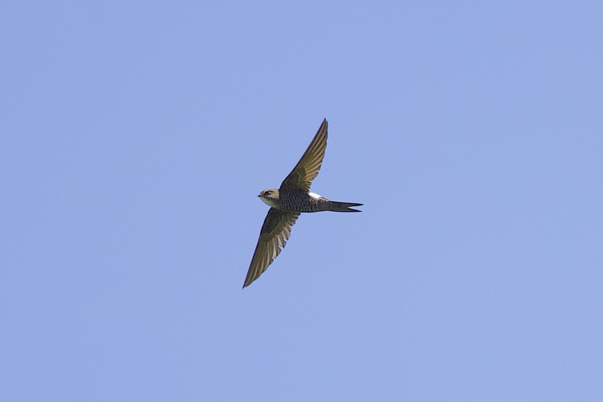 Pacific Swift - ML647817093