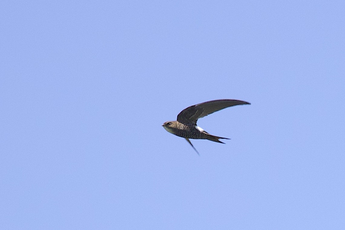 Pacific Swift - ML647817094