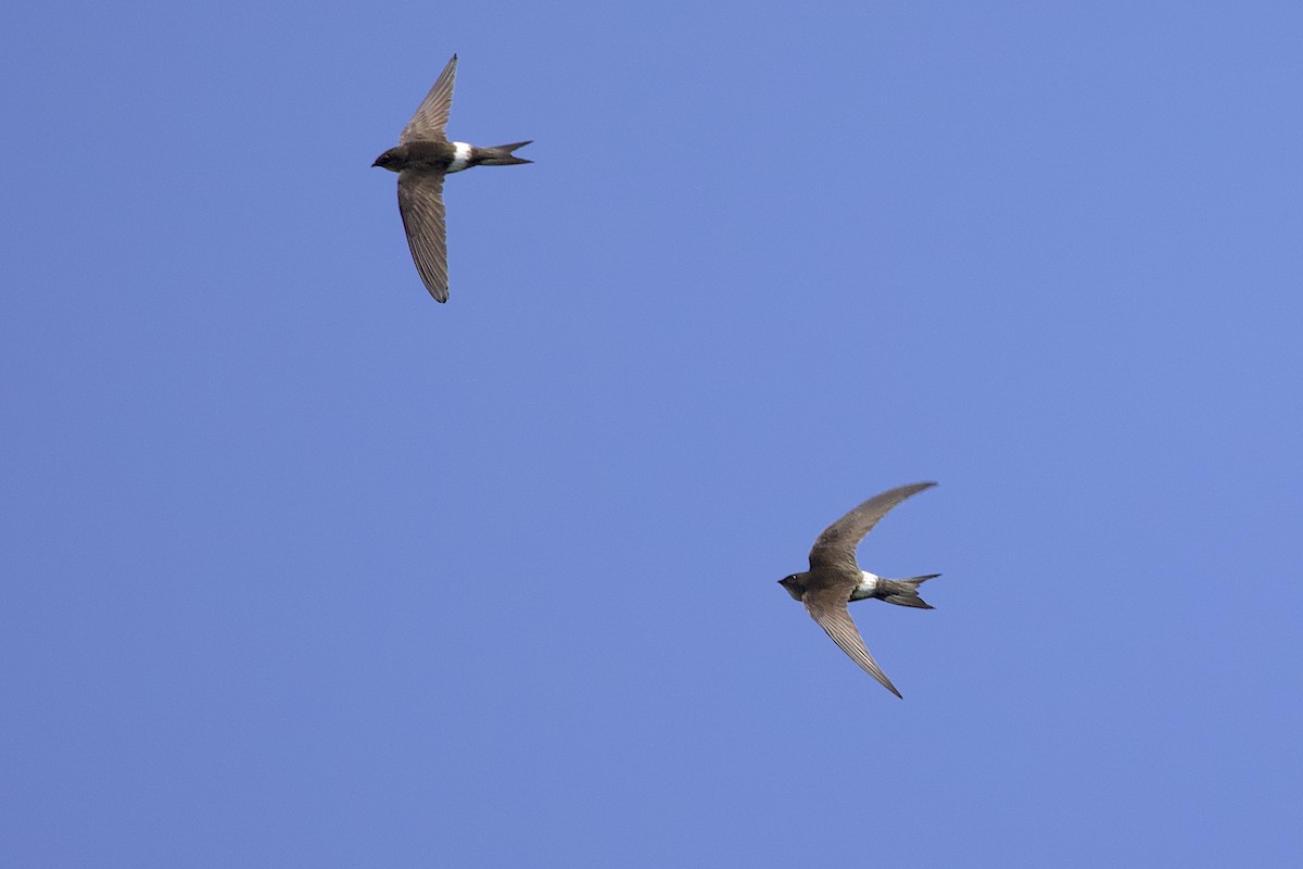 Pacific Swift - ML647817095