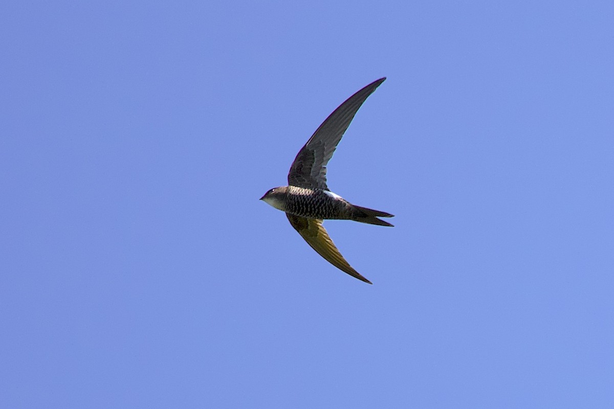 Pacific Swift - ML647817096