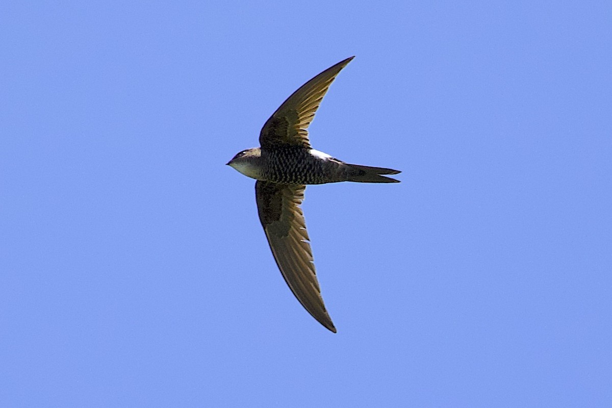 Pacific Swift - ML647817097