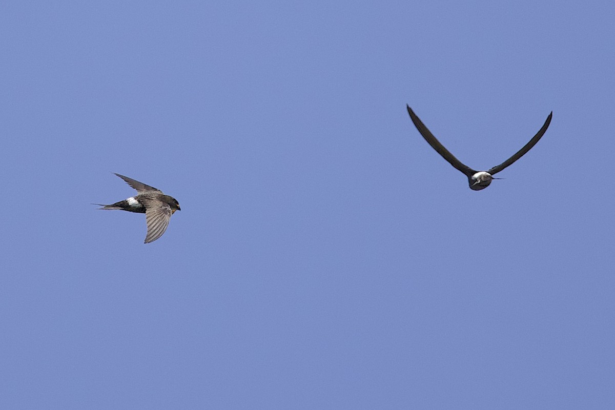 Pacific Swift - ML647817098