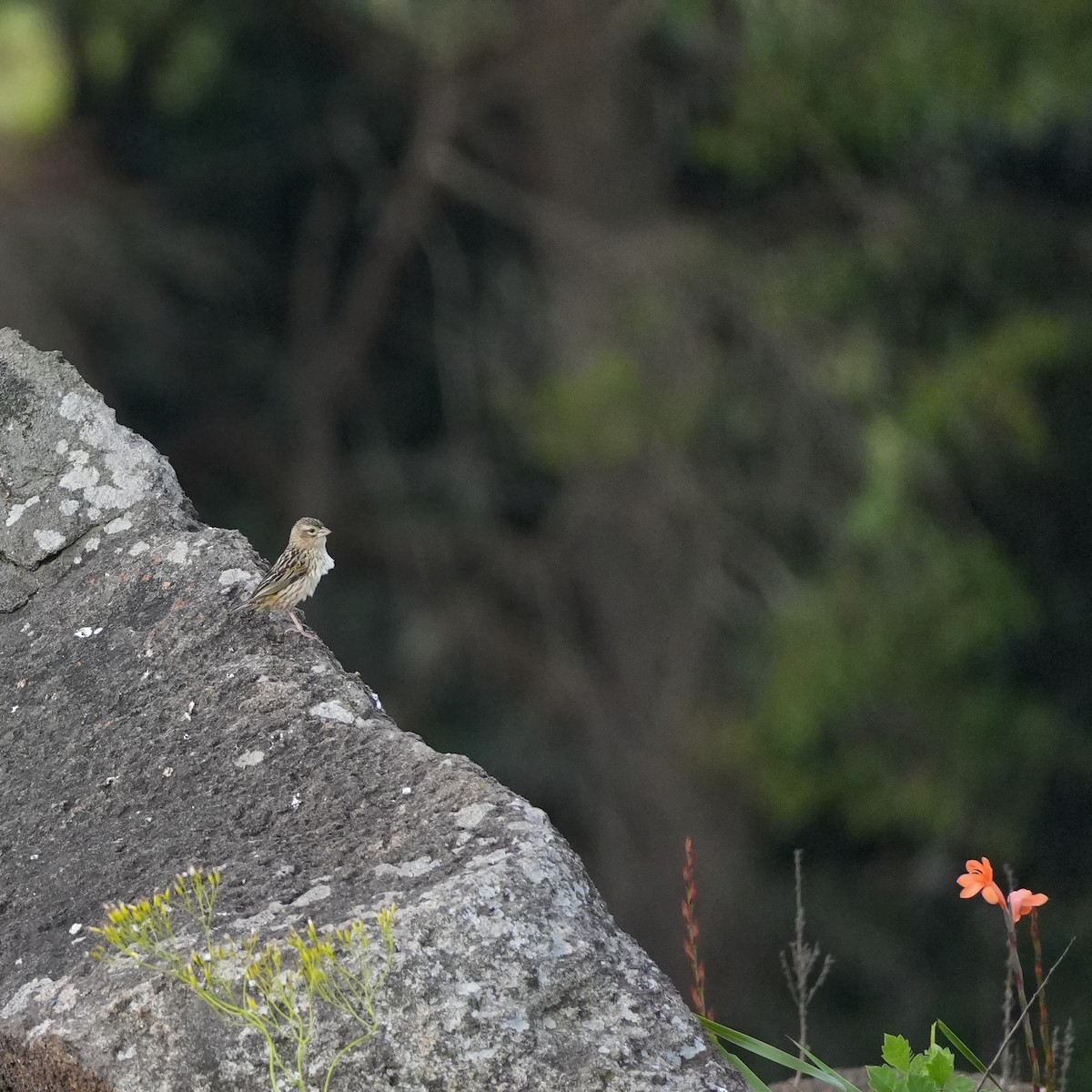 Yellow Bishop - ML647817099