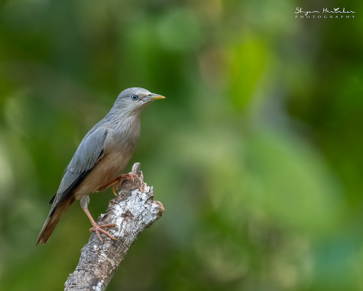 Chestnut-tailed/Malabar Starling - ML647817100
