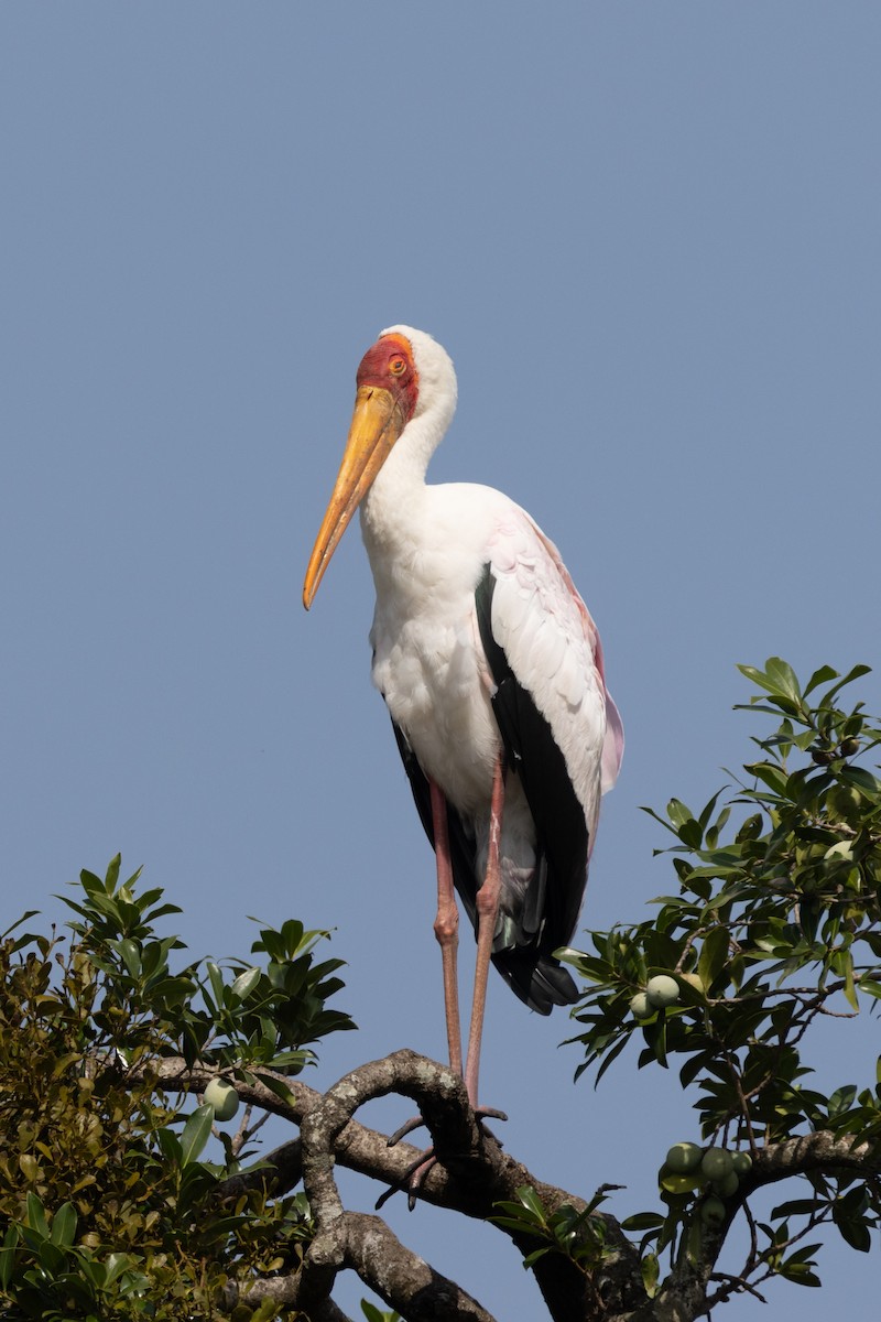 Yellow-billed Stork - ML647817102