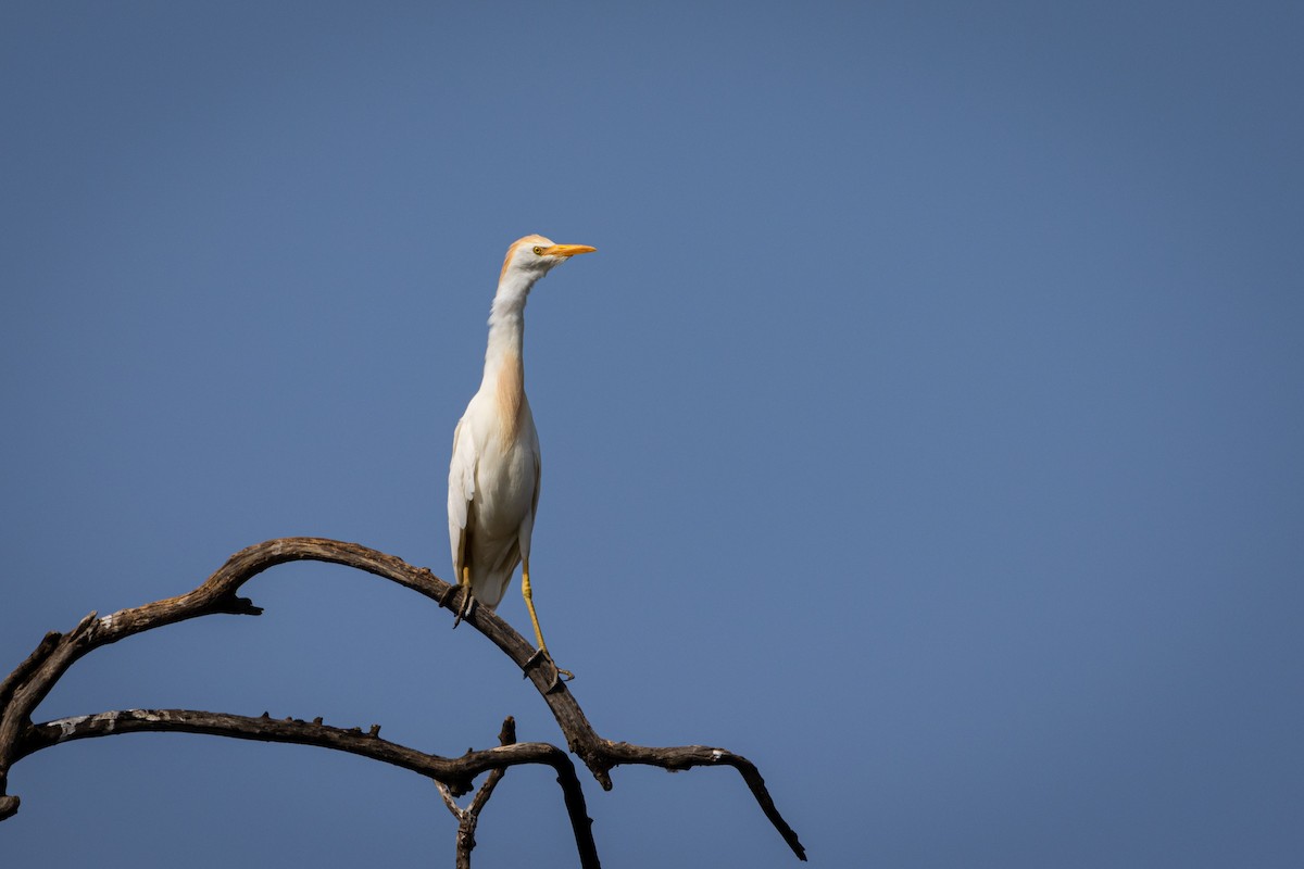 Airone guardabuoi - ML647817103