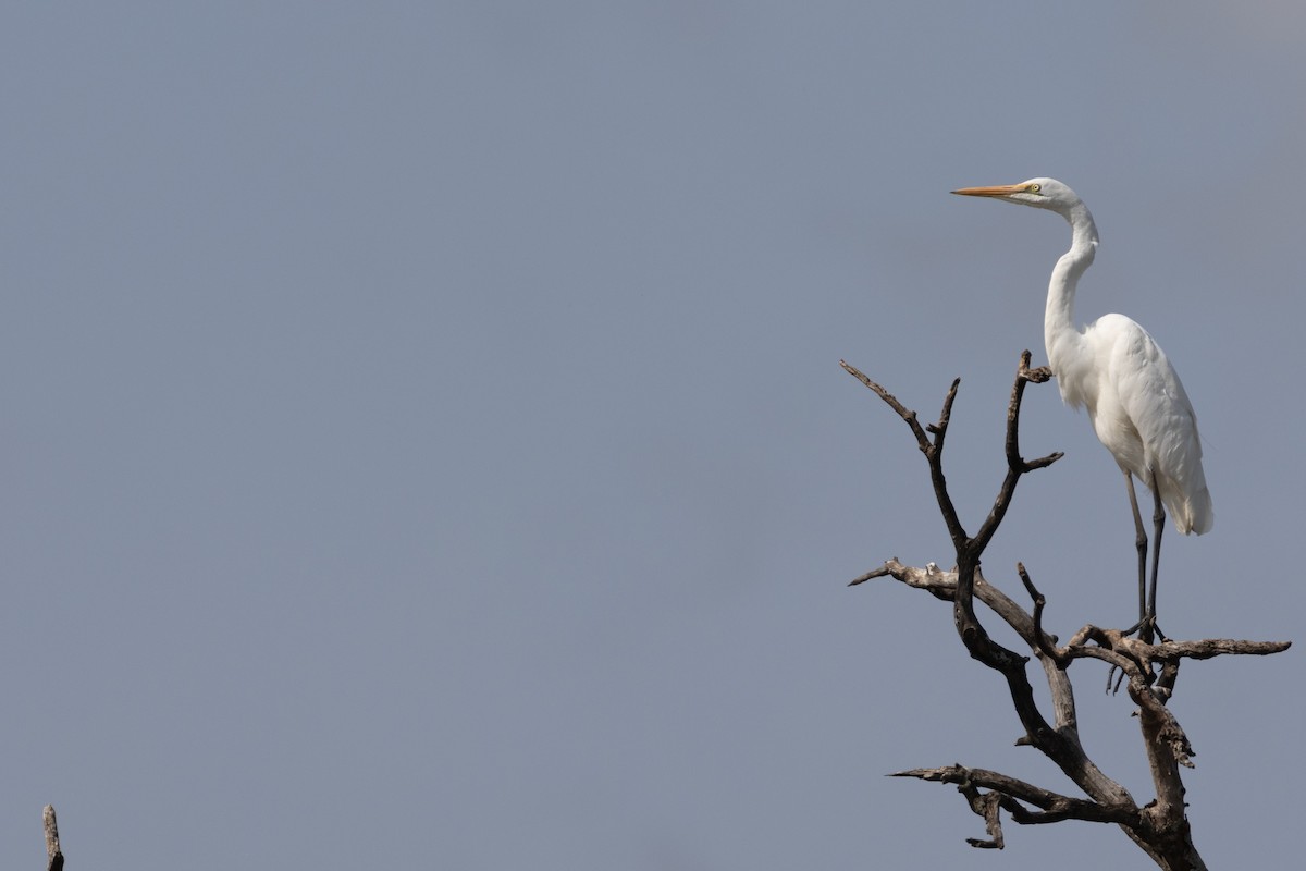 Airone bianco maggiore - ML647817104