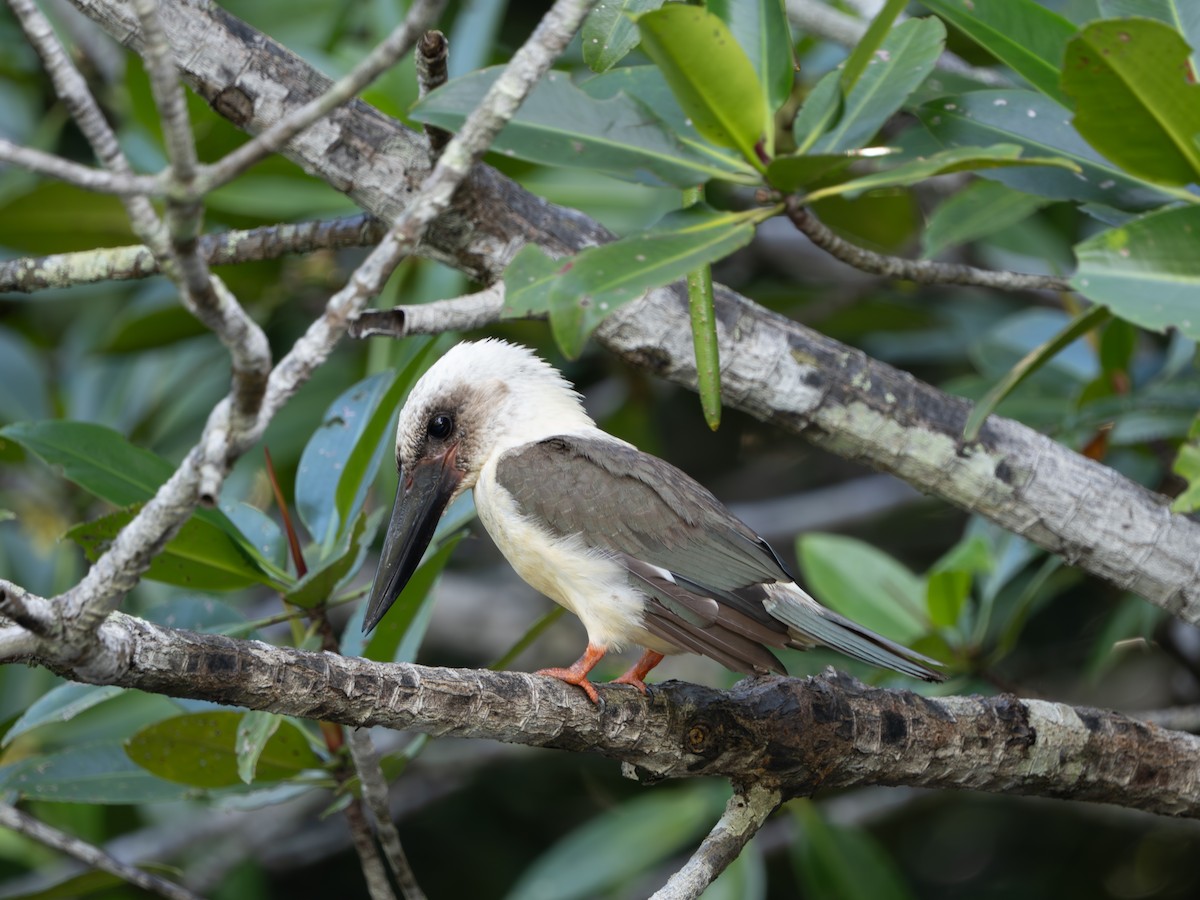 Great-billed Kingfisher - ML647817105