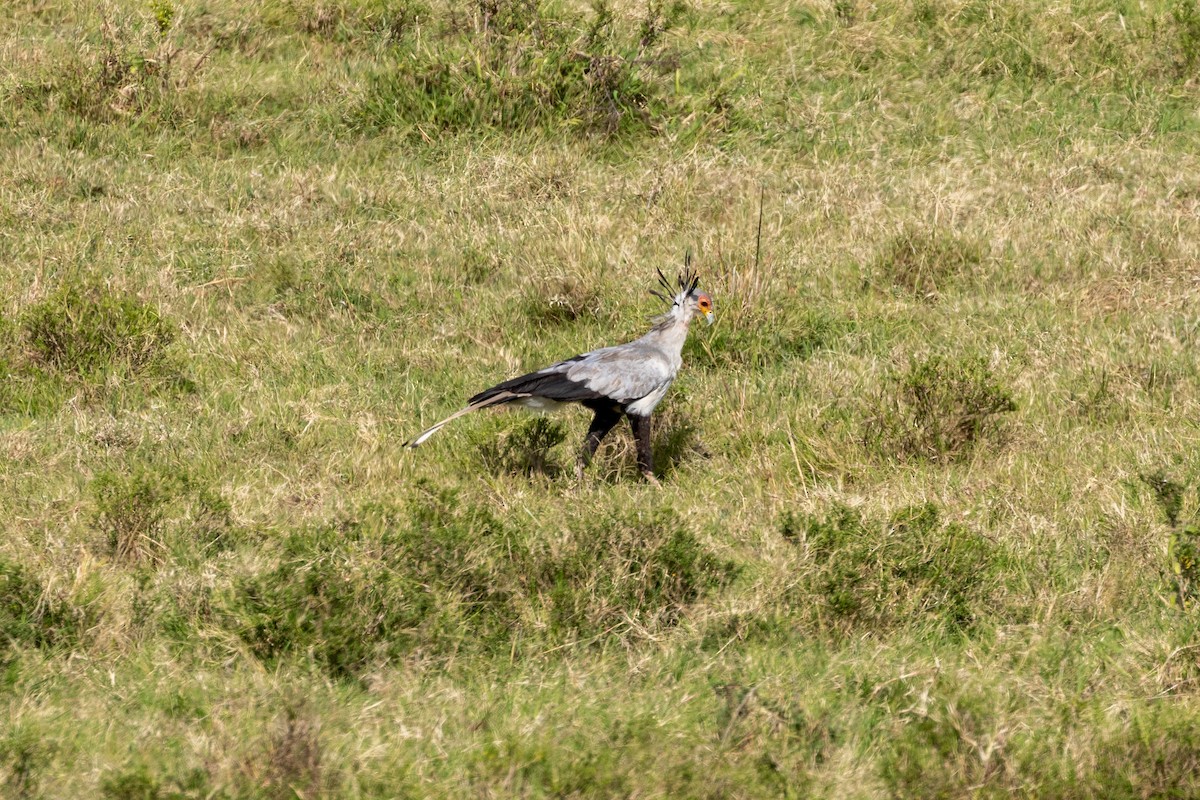 Secretarybird - ML647817106
