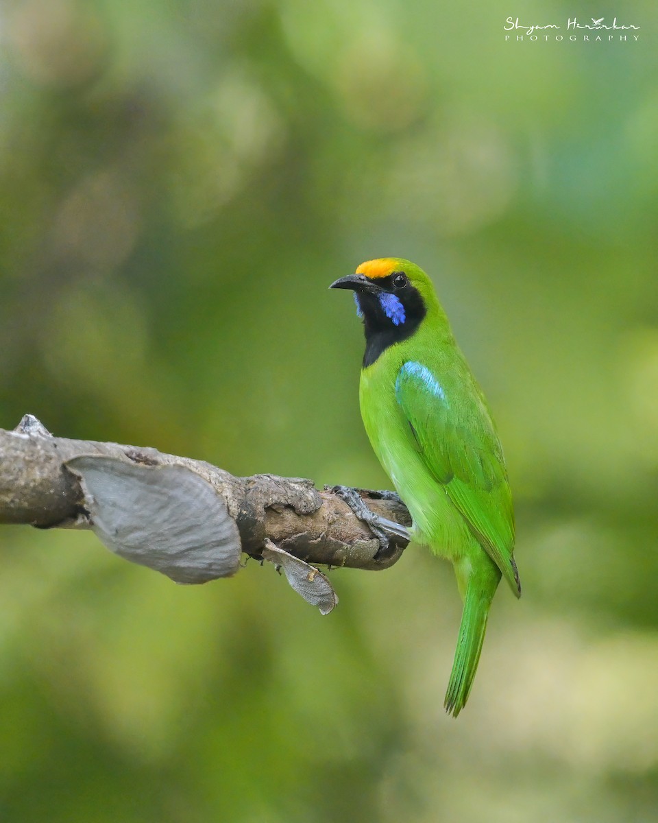 Golden-fronted Leafbird - ML647817123