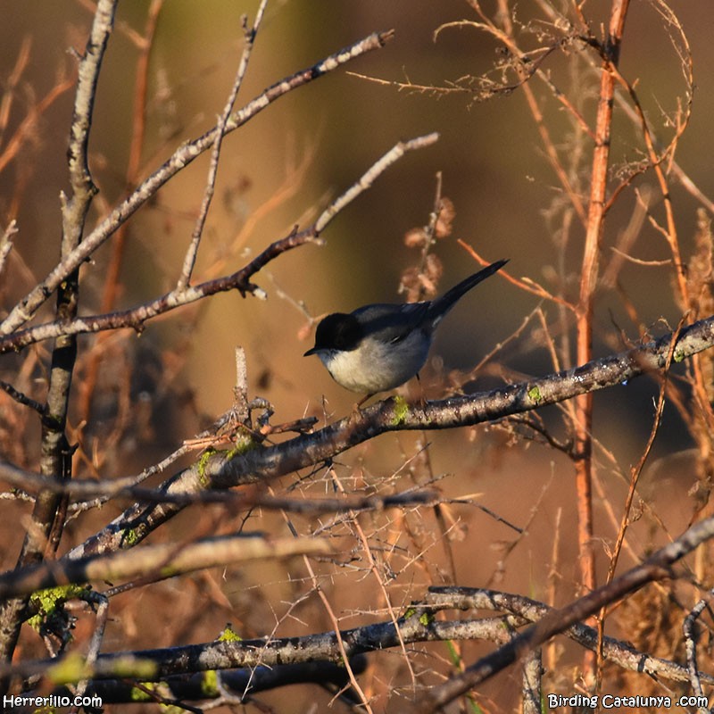 Txinbo burubeltza - ML647817129