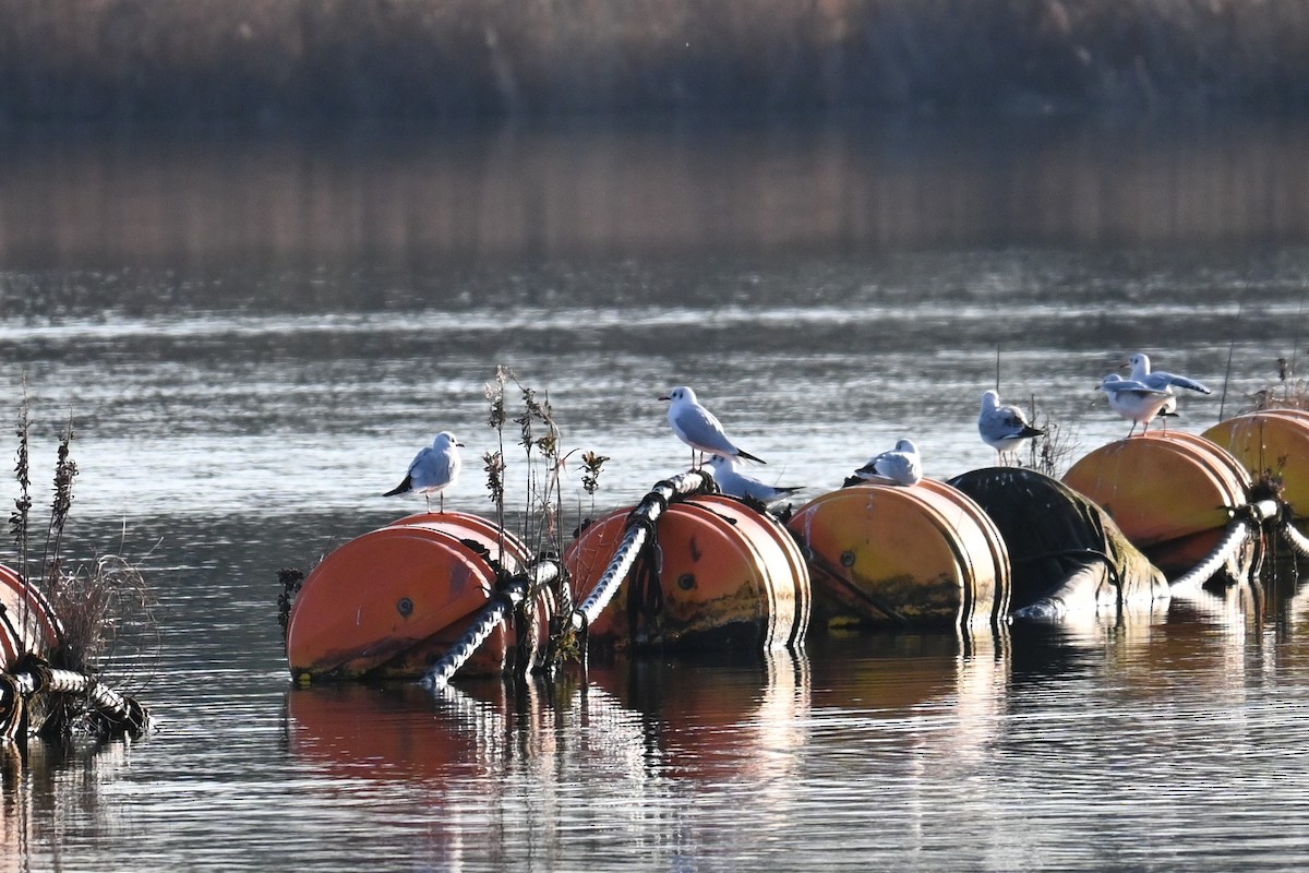 Black-headed Gull - ML647817136