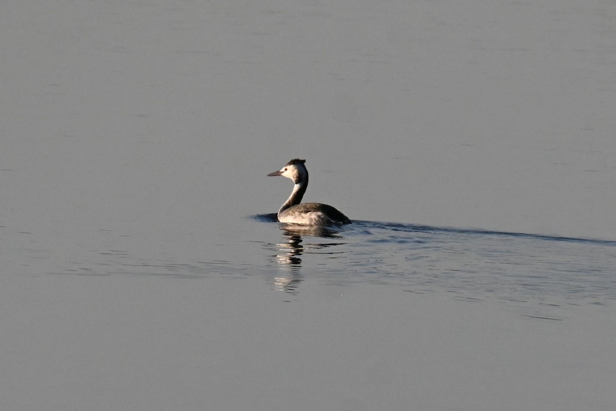 Great Crested Grebe - ML647817151