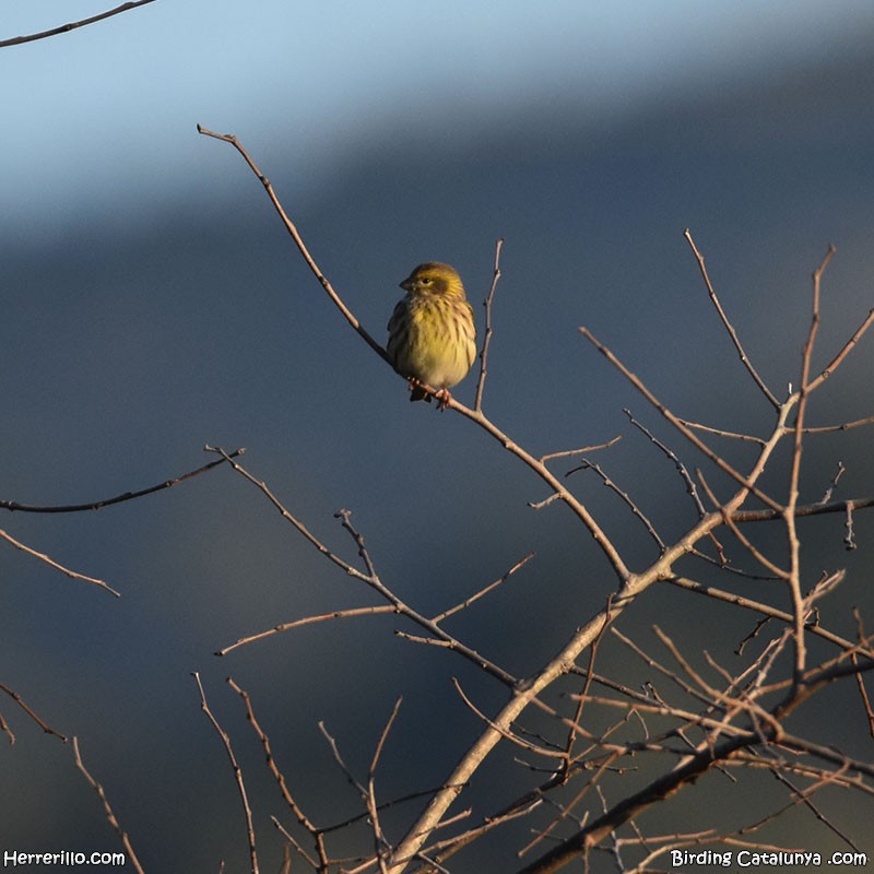 European Serin - ML647817157