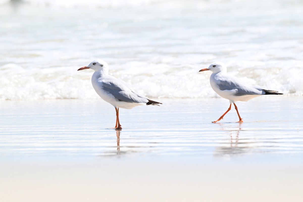 Морской голубок - ML647817197